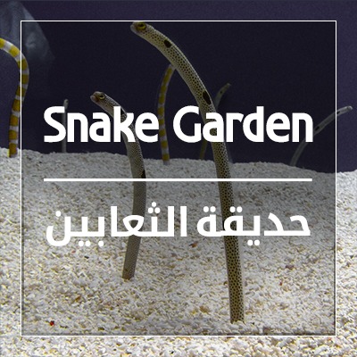 Snake garden